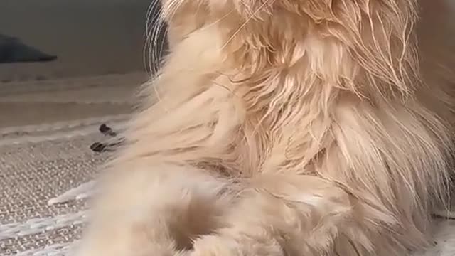 Cat play video