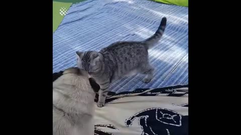 best cat dog fight