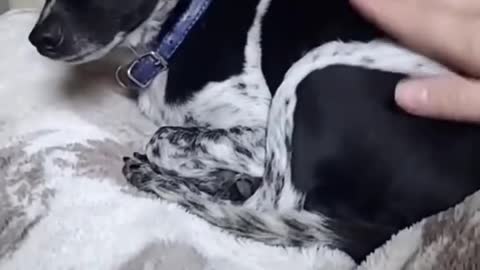 10 crazy hacks for dogs