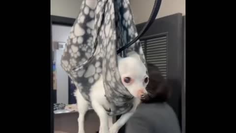 This dog is really enjoying the massage by his master