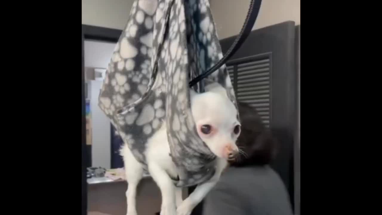 This dog is really enjoying the massage by his master