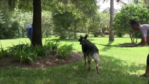 AGGRESSIVE DOG TRAINING SIMPLE