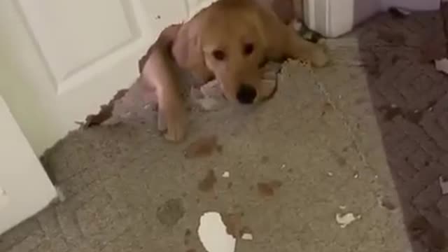 Guilty Golden Retriever Chews Gigantic Hole In The Door