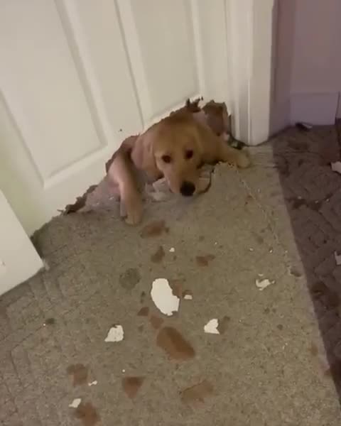 Guilty Golden Retriever Chews Gigantic Hole In The Door