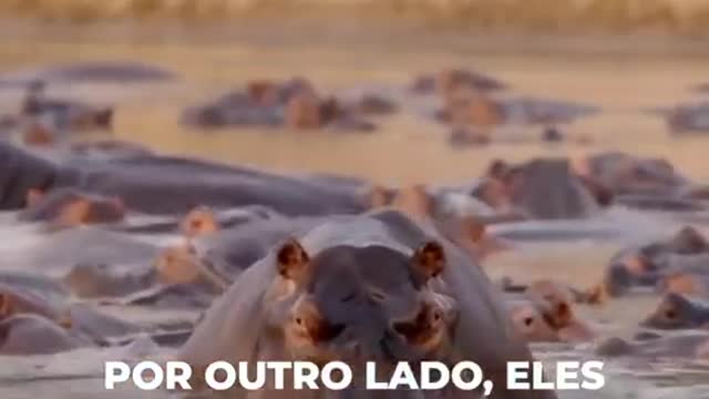 Eles esmagam leões, pegam os velozes guepardos e devoram enormes crocodilos