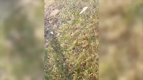 15 Best Funny Animal Videos 2022 😂 Funniest Cats And Dogs Videos