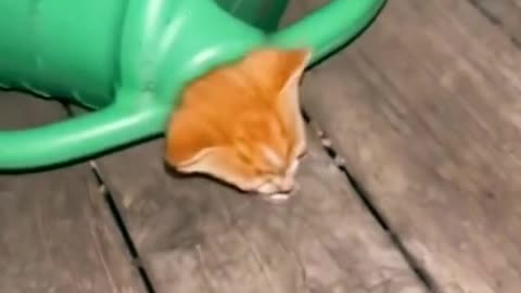 FUNNY CATS