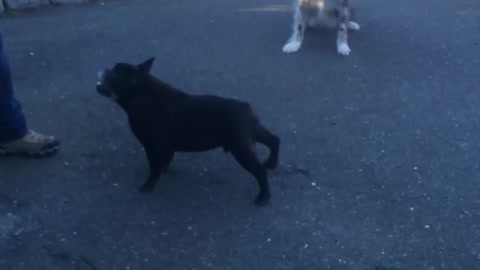 Small black dog makes weird noise