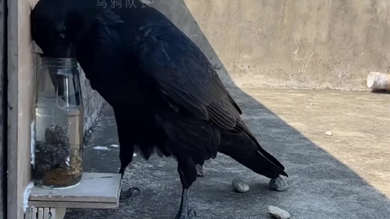 Talented crow 🌟🌟😍🥰🔥👀