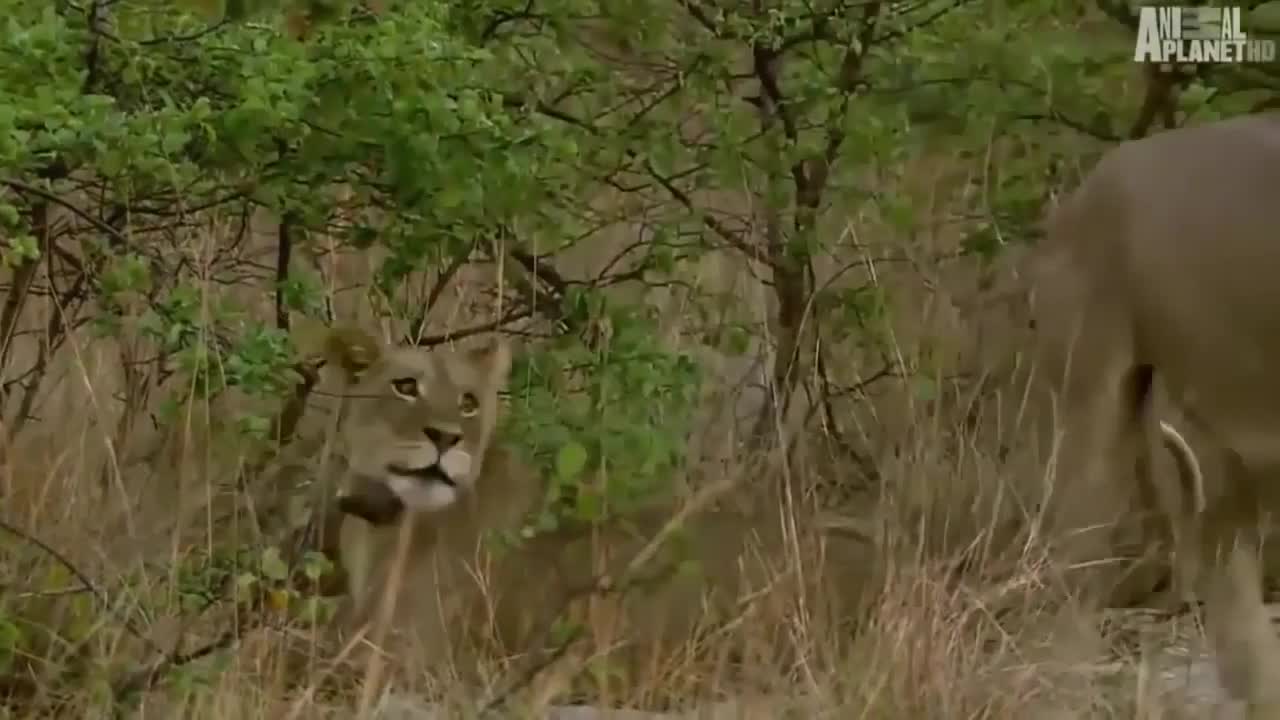Wild discovery channel animals male lion hunt buffalo real fight Animal planet documentary