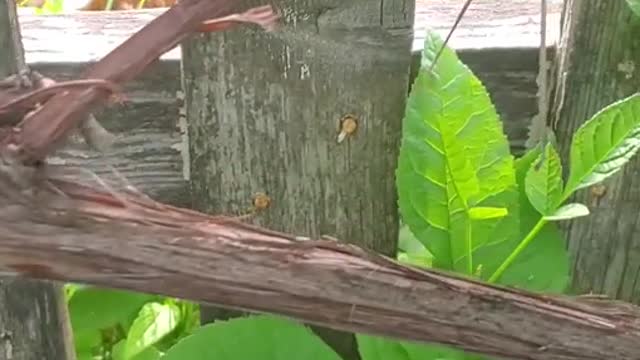 Cat Finds a New Friend