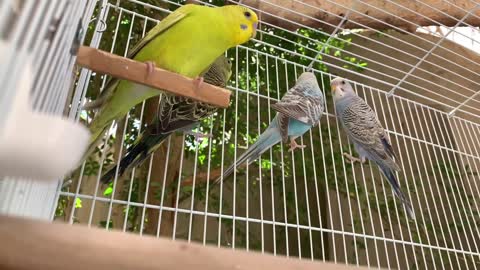 Bird Sounds Delight
