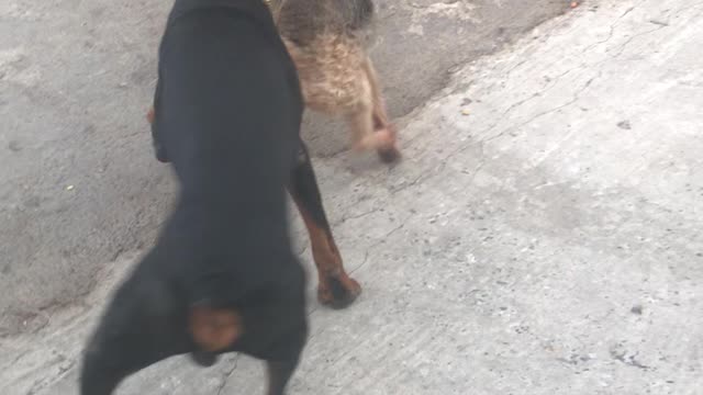 Angry Welsh Terrier Vs. Doberman