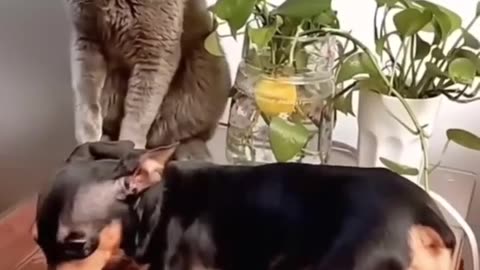 Cat vs dog 😂