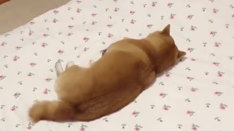 Funny cat videos / funny Cat / cat sleeping on bed