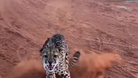 Leopard attacks Human