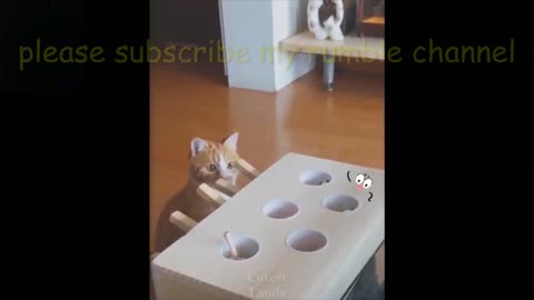 The cat's remarkable reaction 2021