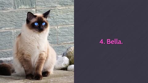 TOP 10 Cutest Cat Names For Male & Female!