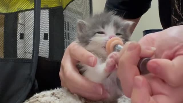 Welcome to our new little friend