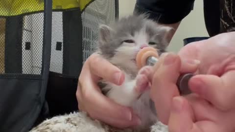 Welcome to our new little friend