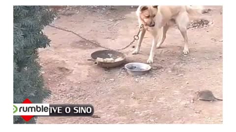 It's DINDINHA's lie
