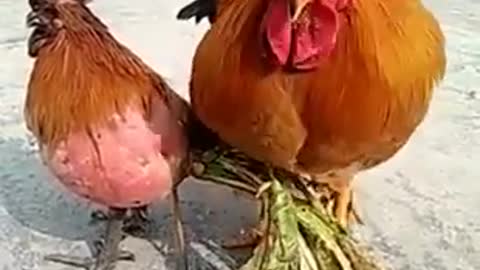Whatsapp funny video status 2021