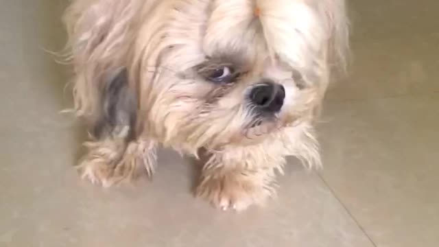 Dog Waiting Rice.