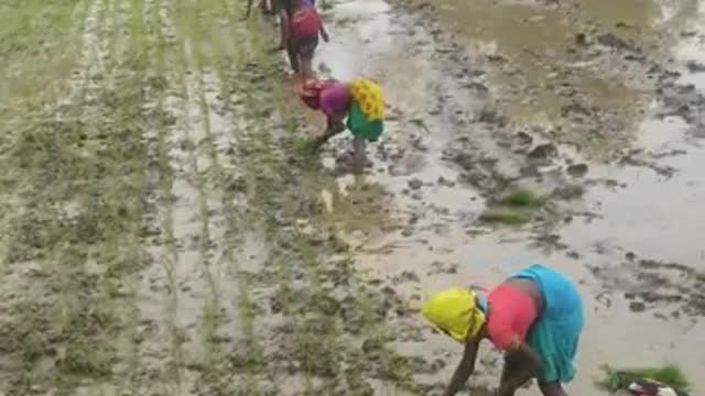 Indian farmer women planting paddy