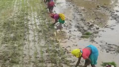 Indian farmer women planting paddy