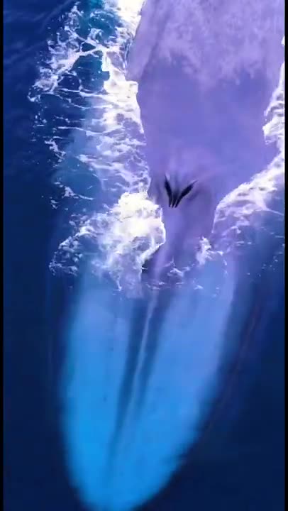 Buy Super Thanks The largest animal to ever live: The Blue Whale