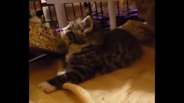 Amazing animals and funny