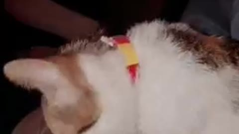 My cute cat Lulu