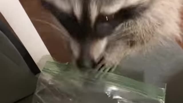 Raccoon mood