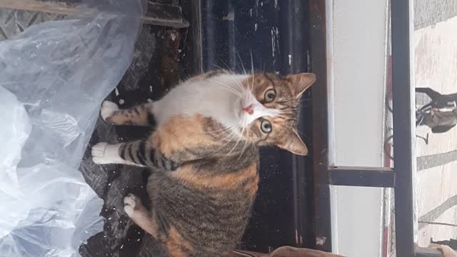 very beautiful cat