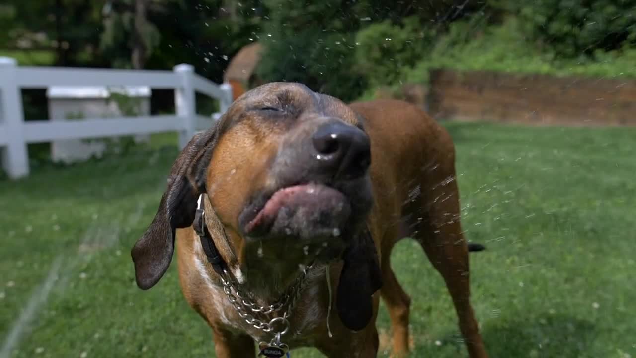 A large domesticated coonhound dog drinks from an outside backyard household hose in slow motion