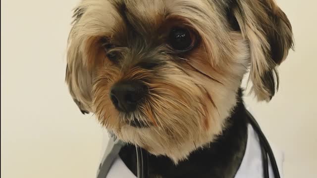 Dog dressed up as doctor!