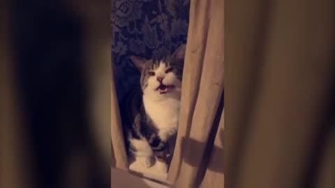 Cats talking !! these cats can speak english better than hooman - pet lover like you