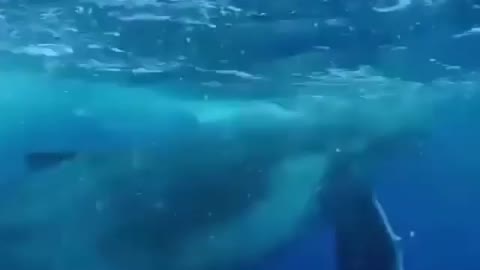 Curious baby whale doing curious baby whale things