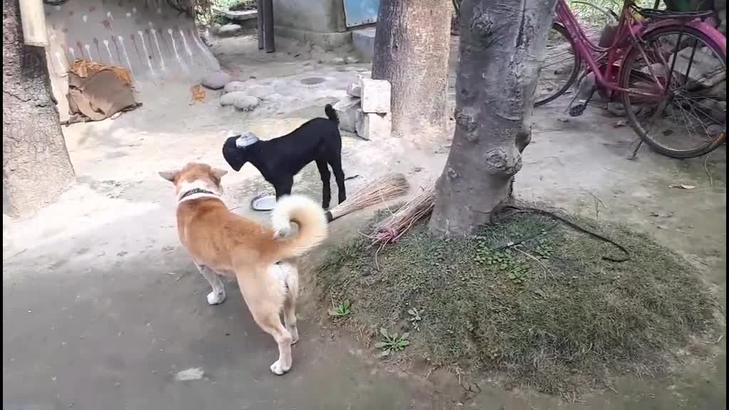 Good vedeo