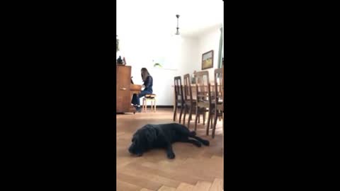 funny dog is singing