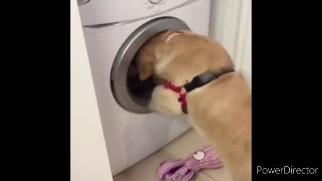 Cute & Funny Animals Videos 🐕🦺 Pets, Dogs & 🐱 Cats Compilation 2022