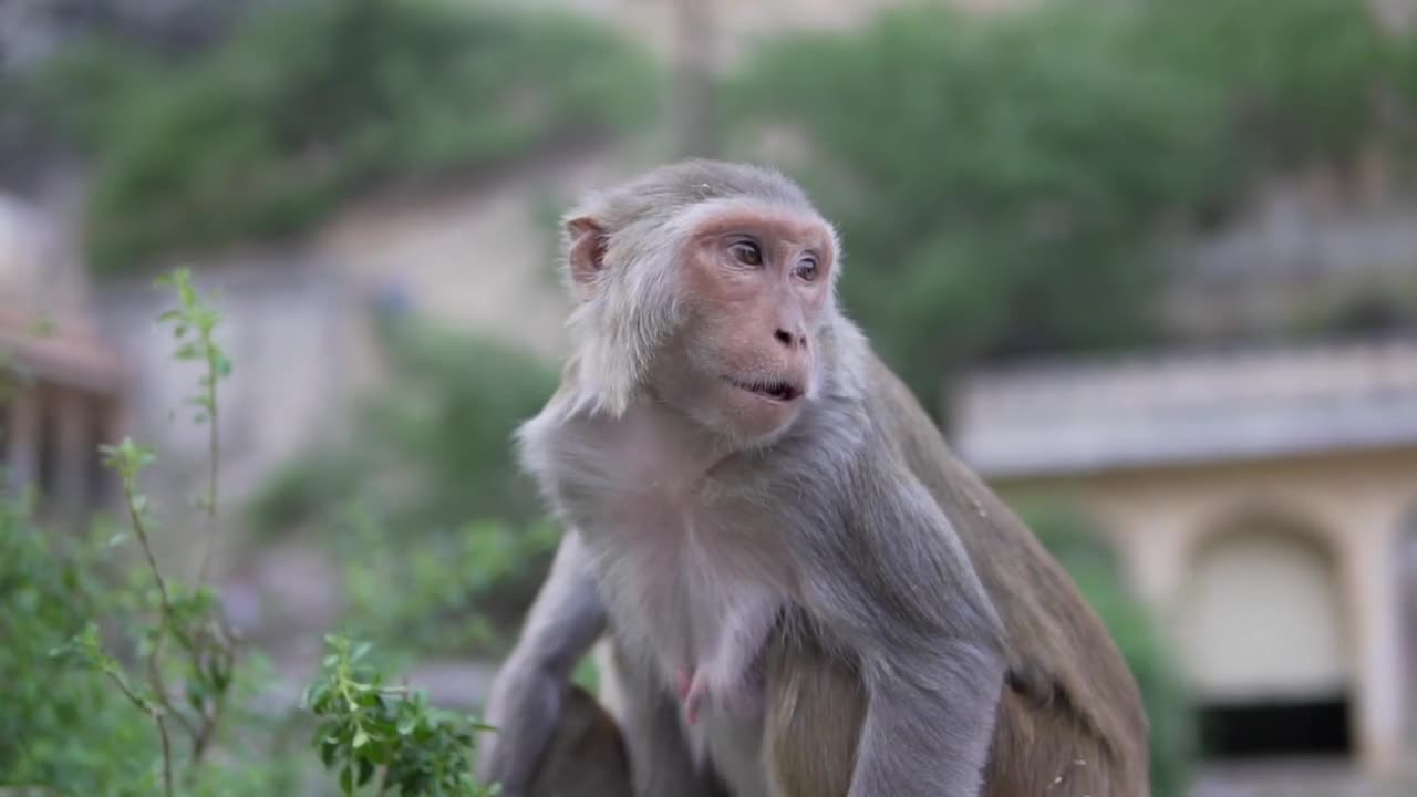 Beautiful Monkey Cute, Funny Trachypithecus Germaini Videos