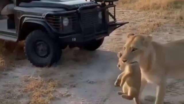 Mama is protecting Cub
