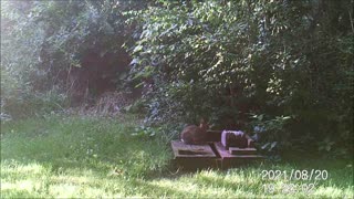 Backyard Trail Cam - Rabbit Salt