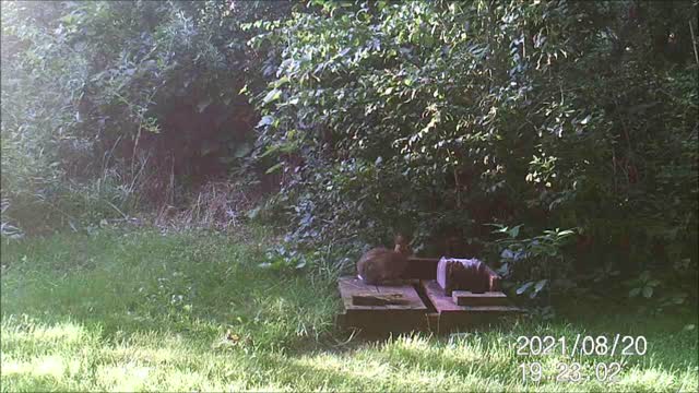 Backyard Trail Cam - Rabbit Salt