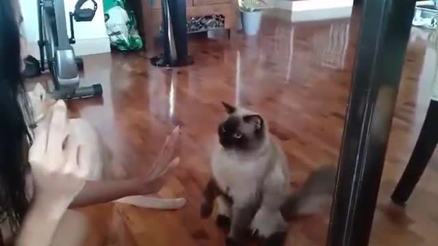 This is how your well-trained cat will behave