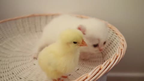 Adorable Kitty and Chick