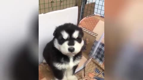 OMG Super Cute Dogs Compilation #148 Best Funny Cats and