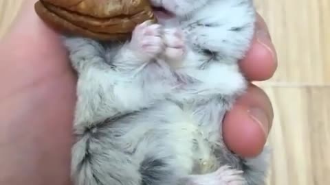 Toilet Hamster
