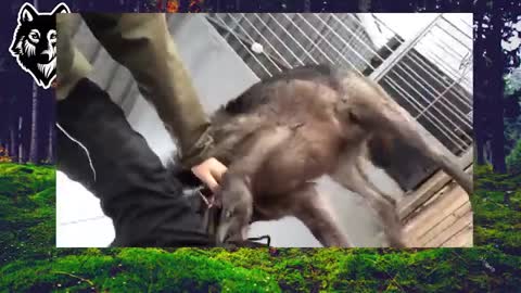 The biggest wolf in the world